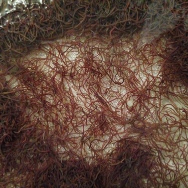 Blackworms 90 ml. Lombriculus var.